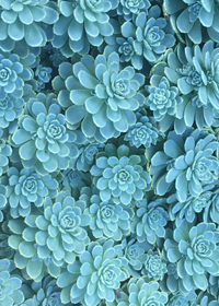 Sedum 'Little Green Roses'